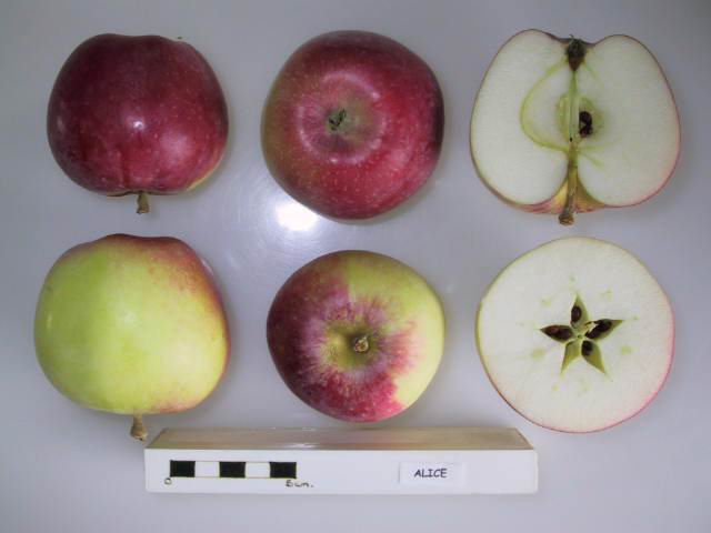 Alice, National Fruit Collection
