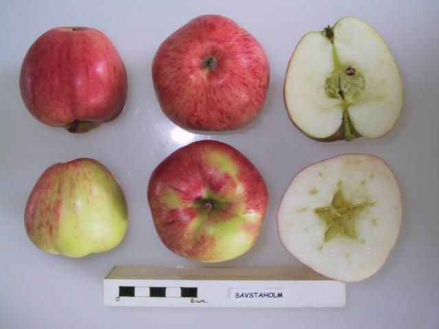 Sävstaholm, National Fruit Collection