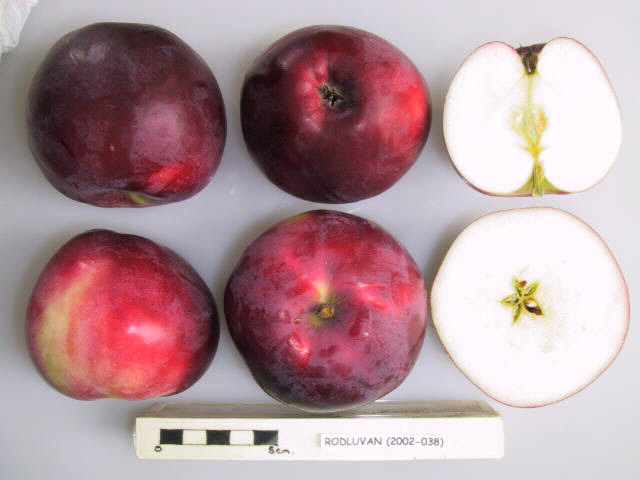 Rödluvan, National Fruit Collection